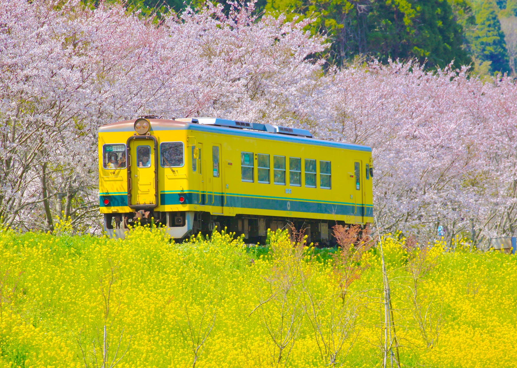 いすみ鉄道株式会社様の「菜の花プロジェクト」に協賛しています。